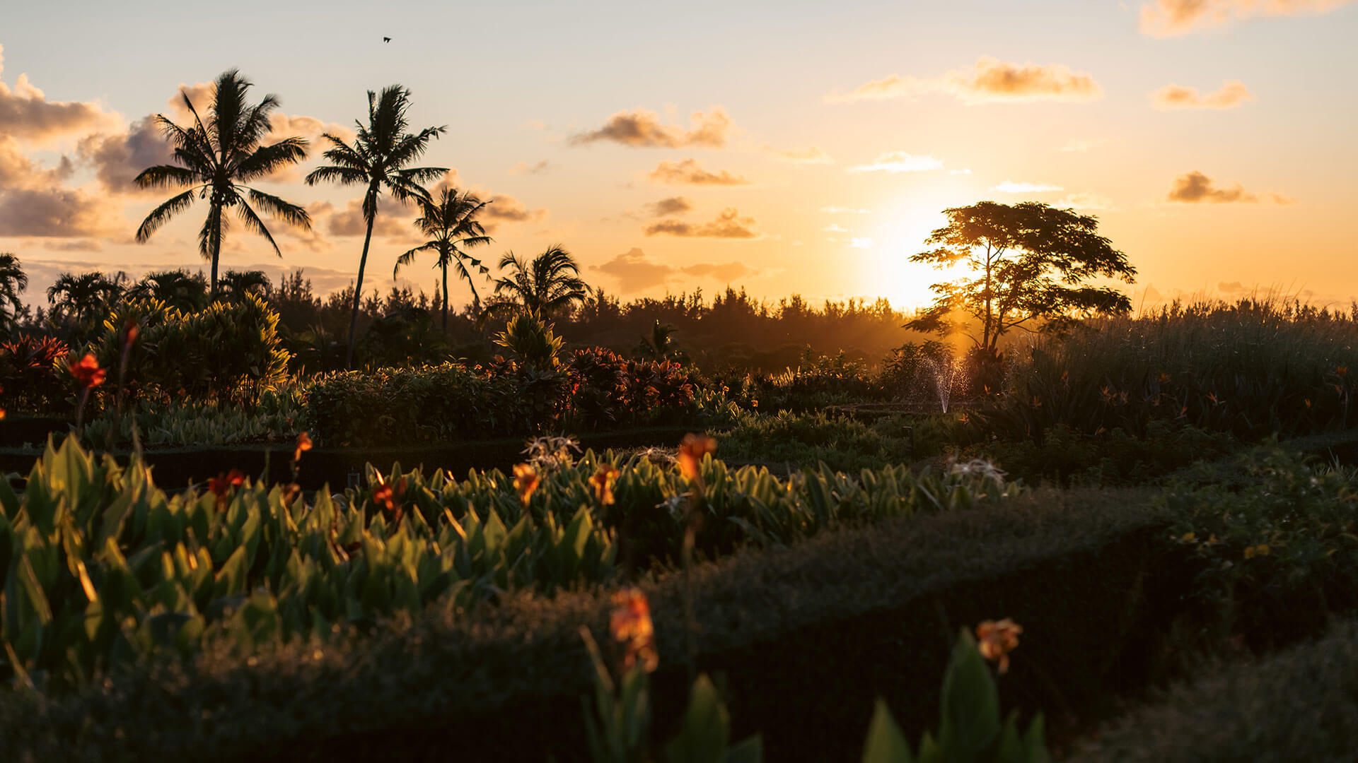 Garden Sunset Le Chateau De Bel Ombre Mauritius